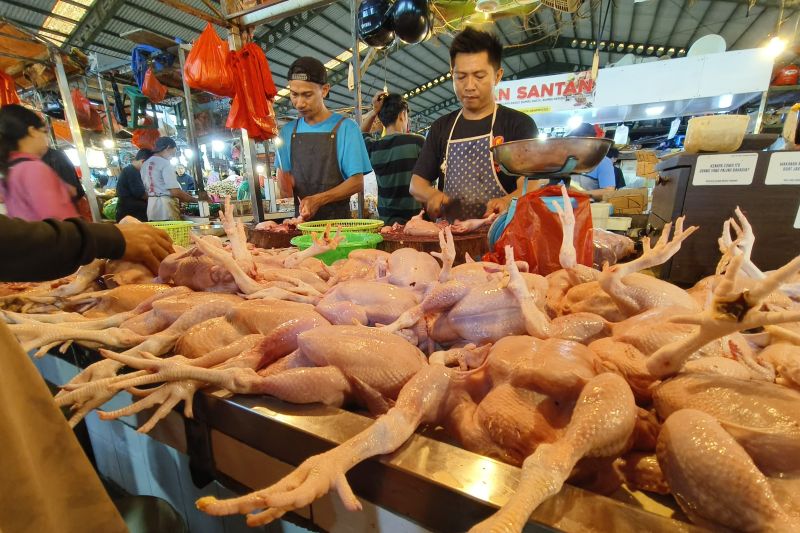Aktivitas jual beli ayam di Pasar Flamboyan Pontianak, Kalbar.