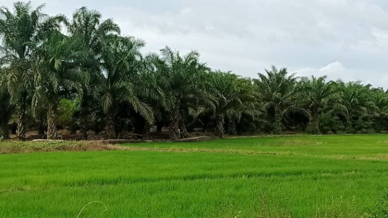 Salah satu lahan persawahan di Kabupaten Penajam Paser Utara, Provinsi Kalimantan Timur.
