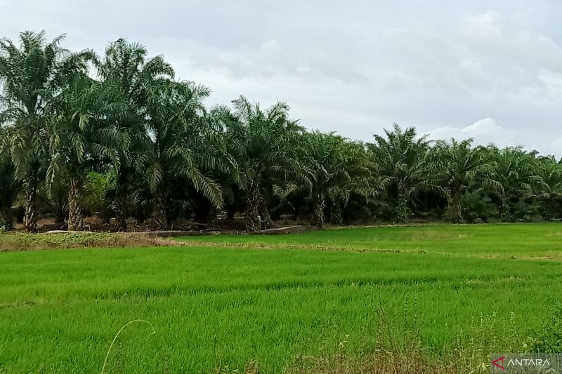 Salah satu lahan persawahan di Kabupaten Penajam Paser Utara, Provinsi Kalimantan Timur.