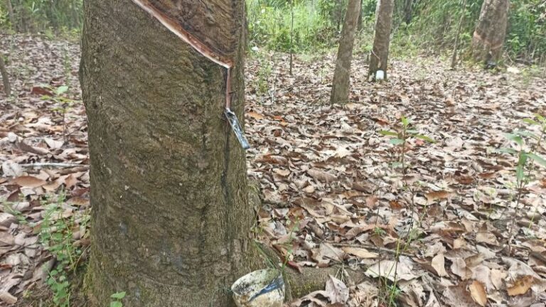 Petani Berharap Ada Pabrik Karet di Kapuas Hulu Kalbar