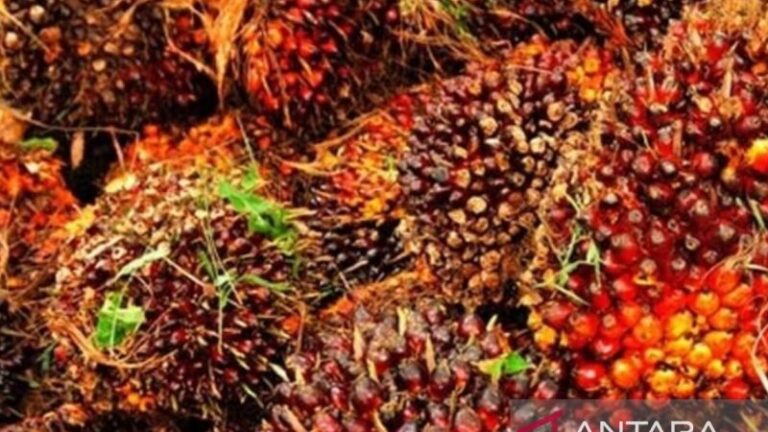 Minyak Sawit: Dari Dapur Hingga Bahan Bakar, Apa Saja Kegunaannya?