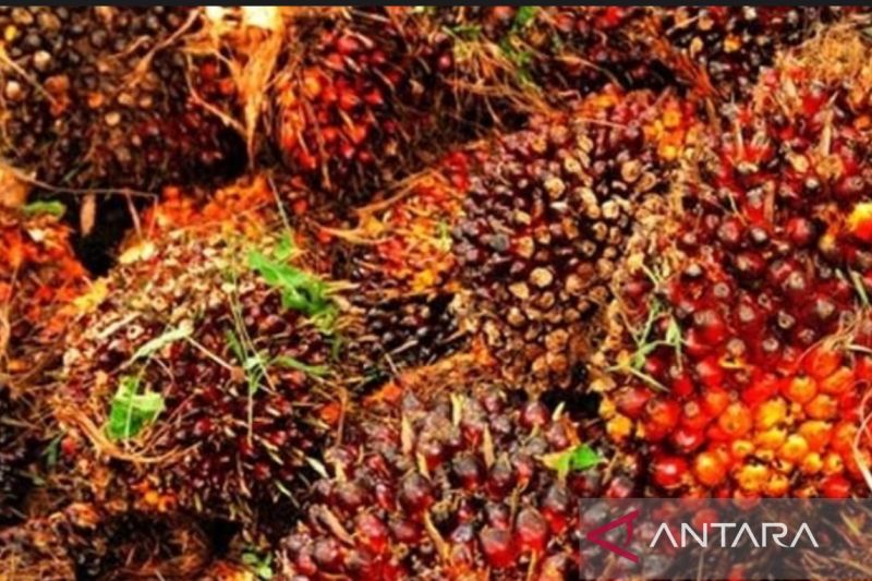 Ilustrasi Tandan Buah Segar (TBS) Kelapa Sawit sebagai bahan pembuatan BBM Biodiesel B40