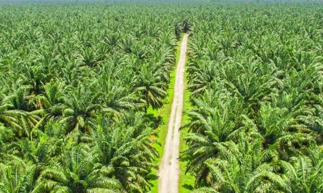 Bisnis Sawit Miliki Prospek Bagus, Laba STA Resources Naik 185,7 Persen