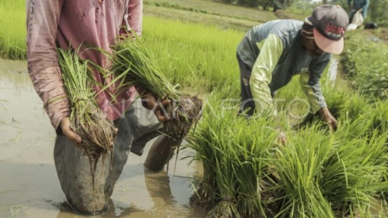 Pemprov Kalteng Kenalkan 55 Benih Lokal Spesifik Unggul ke Tingkat Nasional