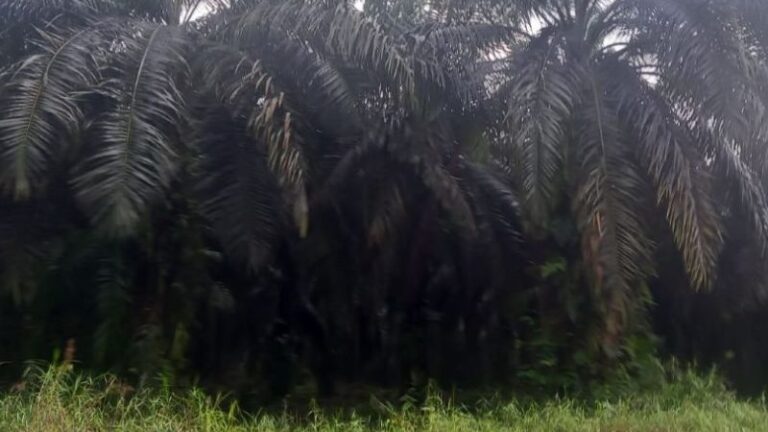 Yuks Lihat, Berikut Harga TBS Sawit Minggu Ini