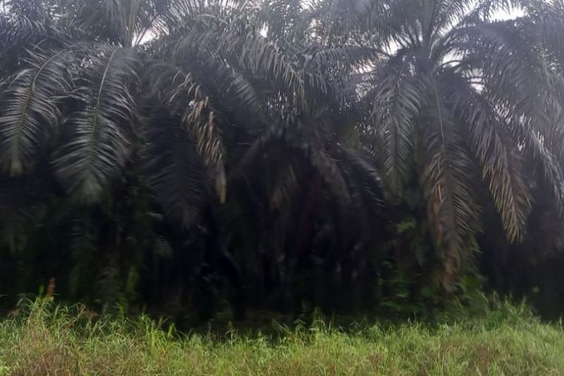 Pohon Sawit