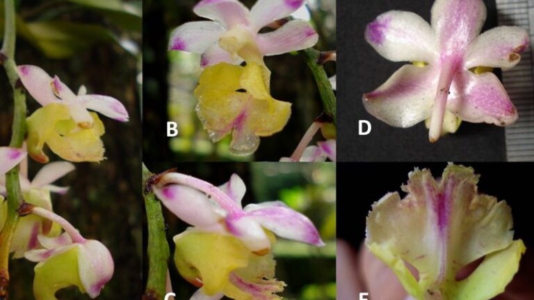 Spesies anggrek baru, Aerides obyrneana, yang merupakan endemik Pulau Sulawesi, Indonesia. Anggrek tersebut dikenal dengan nama lokal anggrek kuku macan.