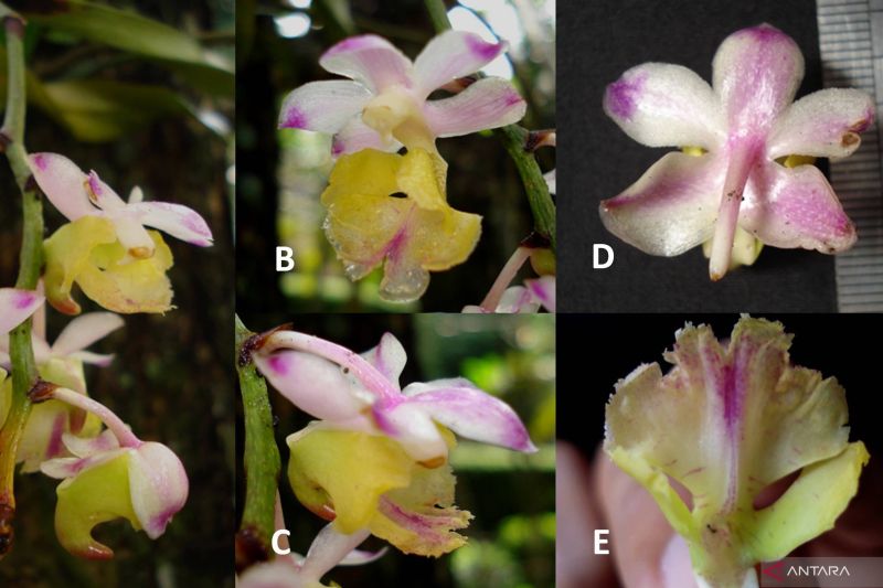 Spesies anggrek baru, Aerides obyrneana, yang merupakan endemik Pulau Sulawesi, Indonesia. Anggrek tersebut dikenal dengan nama lokal anggrek kuku macan.