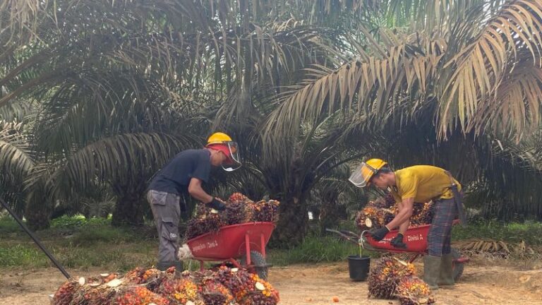 Tantangan Regulasi Menghambat Percepatan Program Peremajaan Sawit Rakyat