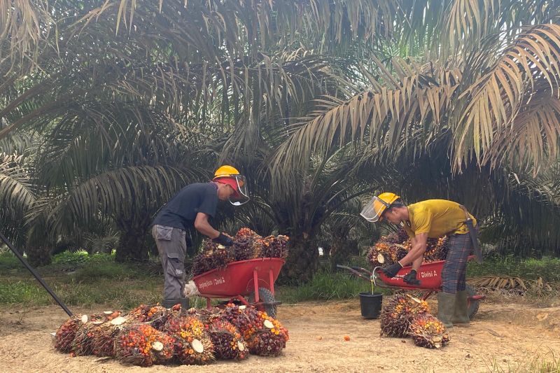 Ilustrasi Peremajaan Sawit Rakyat - Dua pekerja memanen tandan buah segar (TBS) kelapa sawit di area perkebunan PT Sahabat Mewah dan Makmur (SMM) di Belitung Timur, Kepulauan Bangka Belitung, Rabu (28/8/2024).