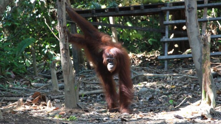 Orang utan di kawasan rehabilitasi