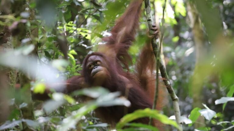 KLHK Sukses Lakukan Pelepasliaran Orangutan di Taman Nasional Betung Kerihun