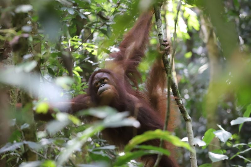 Orangutan Dilepasliarkan di Kalbar
