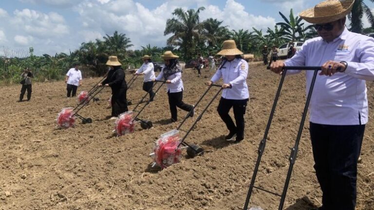 Dukung Pabrik Pakan Ternak, Pemkab Kotim Tanam Jagung 390 Hektare