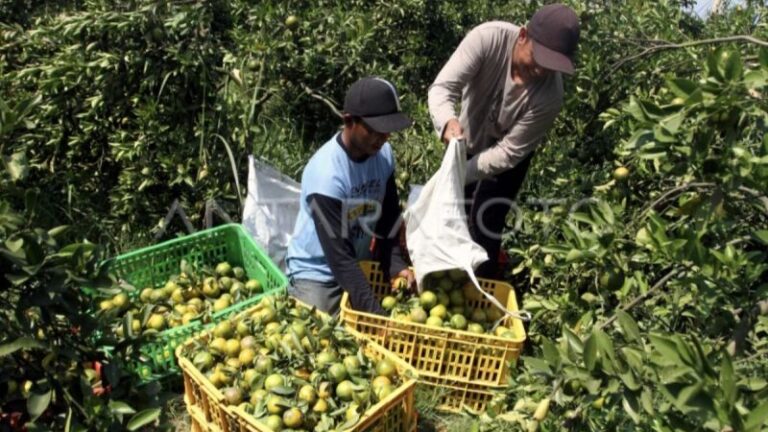 Petani di Kotim Terima Ribuan Bibit Buah dan Sayur