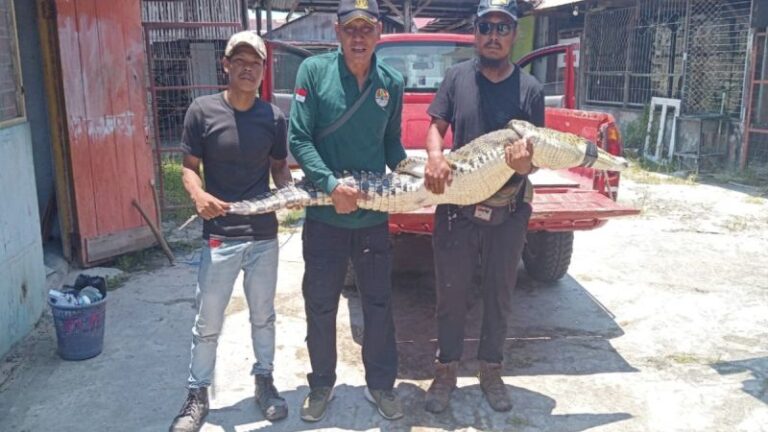 Komandan BKSDA Resort Sampit Muriansyah mengamankan buaya muara yang tak sengaja ditangkap warga karena terlilit jala ikan, Sampit, Jumat (20/9/2024).