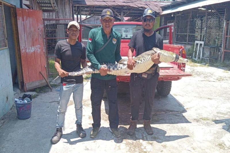 Komandan BKSDA Resort Sampit Muriansyah mengamankan buaya muara yang tak sengaja ditangkap warga karena terlilit jala ikan, Sampit, Jumat (20/9/2024).