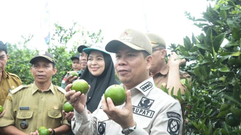 Bupati Sambas Satono Panen Jeruk