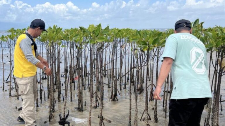 Pantau Mangrove di Kotabaru, DKP Kalsel Sebut Dampak untuk Petani