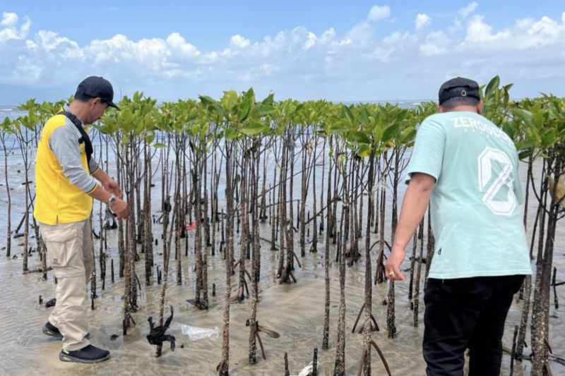 Tinjau Mangrove