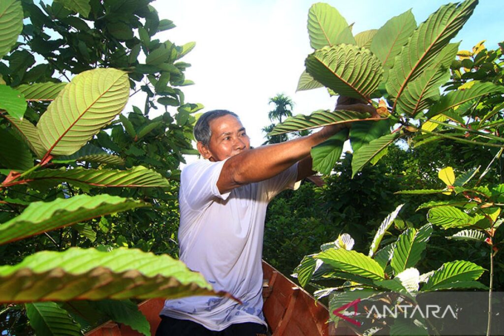 Ilustrasi - Arsip foto - Seorang petani memetik kratom atau daun purik di kebunnya di Putussibau, Kabupaten Kapuas Hulu, Kalimantan Barat, Minggu (13/9/2020). ANTARA FOTO/Jessica Helena Wuysang/aww/pri.