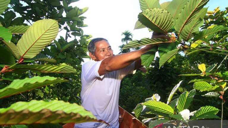 Ilustrasi - Arsip foto - Seorang petani memetik kratom atau daun purik di kebunnya di Putussibau, Kabupaten Kapuas Hulu, Kalimantan Barat, Minggu (13/9/2020). ANTARA FOTO/Jessica Helena Wuysang/aww/pri.