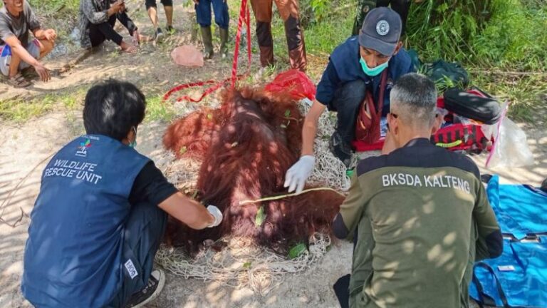 Operasi penyelamatan orangutan dilaksanakan di Desa Ganepo, Kecamatan Seranau, Kotim, pada Kamis (24/10/2024).