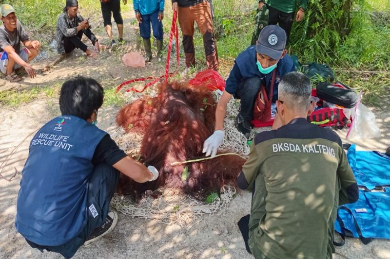 Operasi penyelamatan orangutan dilaksanakan di Desa Ganepo, Kecamatan Seranau, Kotim, pada Kamis (24/10/2024).