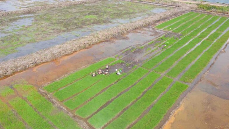 Foto dari udara menunjukkan area persawahan di wilayah Indonesia timur.