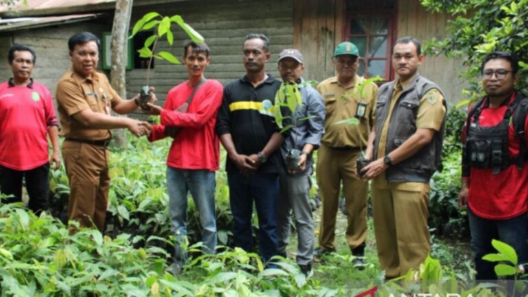 Dinas Perkebunan Kaltim Salurkan Bantuan Pupuk dan Bibit Kakao untuk Perluasan Kebun di Kutai Kartanegara