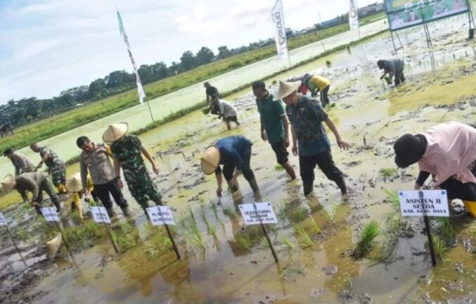 Pemkab Kubu Raya Targetkan Produksi Padi Naik 13.234 ton
