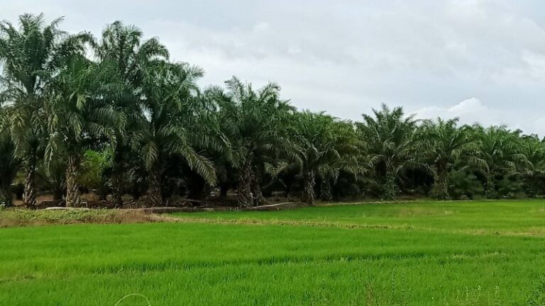 Penyerapan Pupuk Subsidi Petani di Penajam Paser Utara Masih Rendah