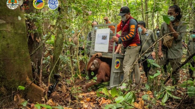 BKSDA Kalimantan Barat Bersama YIARI dan BTNBBBR Sukses Lepasliarkan Tujuh Orangutan ke Habitat Alami