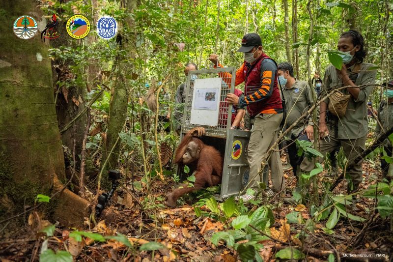BKSDA Kalimantan Barat Bersama YIARI dan BTNBBBR Sukses Lepasliarkan Tujuh Orangutan ke Habitat Alami