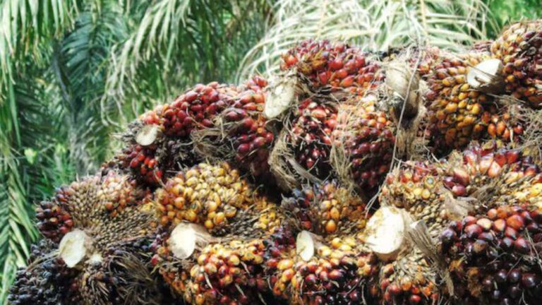 Harga TBS Sawit di Kalimantan Tengah Naik Signifikan pada Periode I-November 2024