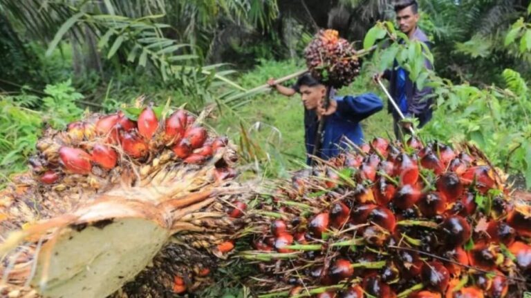 Kalimantan Barat Dorong Pemanfaatan Limbah Sawit sebagai Energi Terbarukan