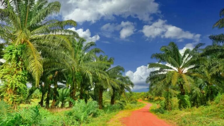 Kalimantan Tengah jadi Penghasil Sawit Terbesar Kedua di Indonesia