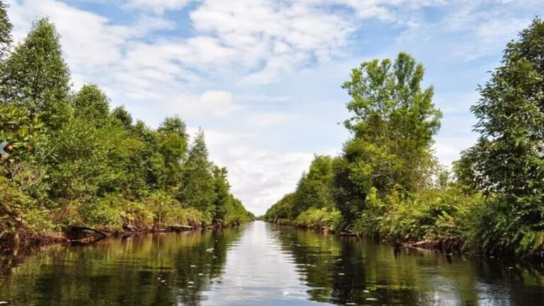 Taman Nasional Sebangau, Surga Rawa Gambut di Kalimantan Tengah