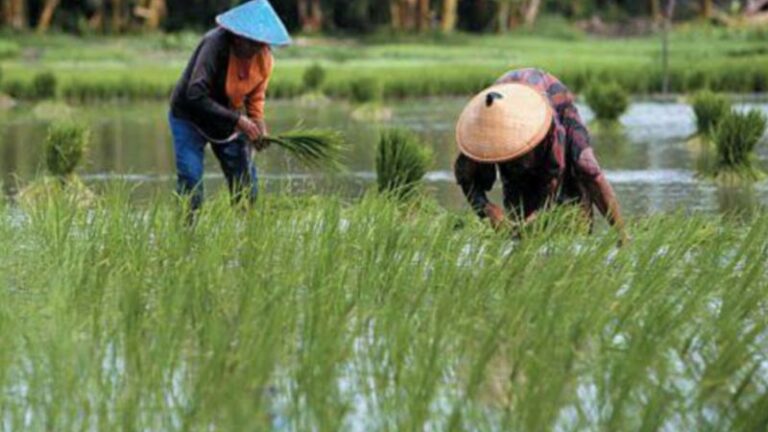 Pangan Berkelanjutan Bukti dan Cermin Kedaulatan Suatu Bangsa