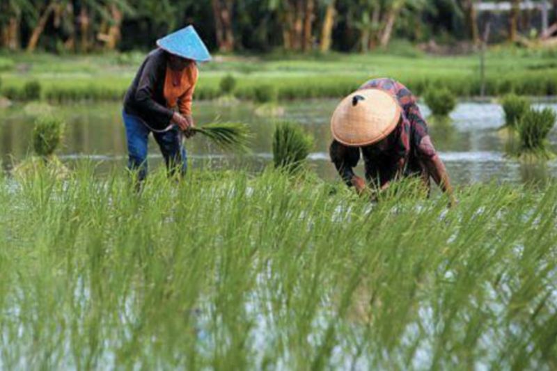 Petani Tanam Padi