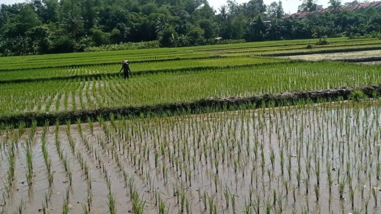 Musim Panen dan Menyelamatkan Gabah Petani