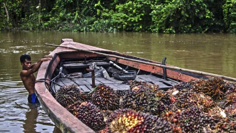 Harga TBS Sawit Kalimantan Utara Periode November 2024 Ditetapkan