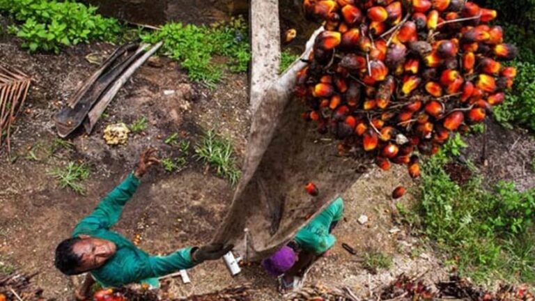 Harga TBS Sawit di Kalteng Naik, Periode II-November 2024 Capai Rp 3.417,11/Kg