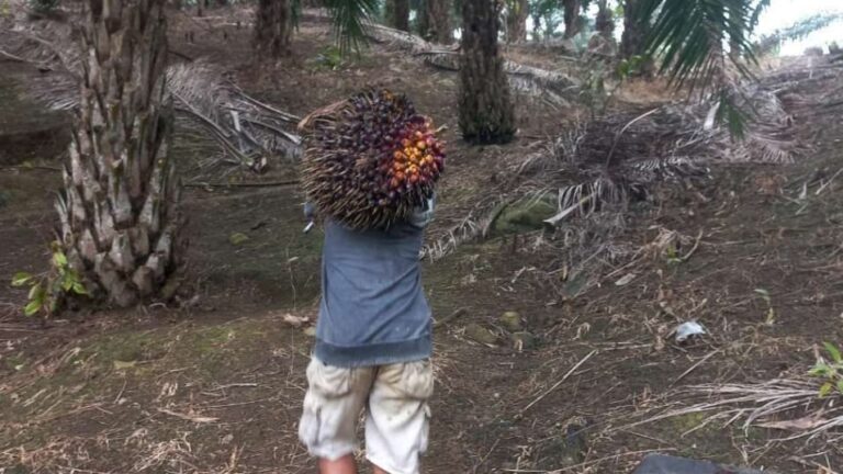 Buruh Sawit Kalimantan Barat Tuntut Hak dan Perhatian Pemerintah