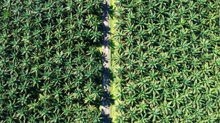 Kalimantan Tengah Bahas Rencana Pengelolaan DBH Sawit Tahun 2025