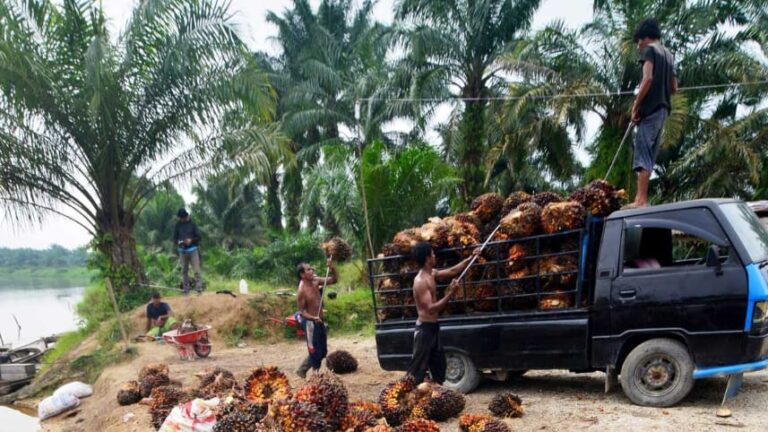 Harga TBS Sawit Kalteng Periode I-Desember 2024 Naik, Sawit Umur 10-20 Tahun Rp 3.616,64/Kg
