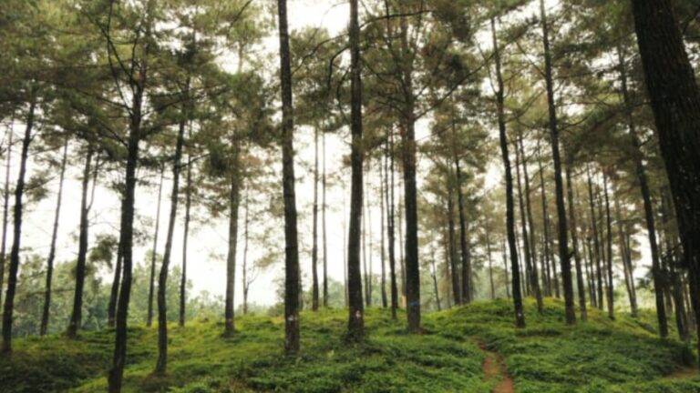 Lahan Basah Kalimantan Selatan: Peran Penting dan Tantangan Keberlanjutan