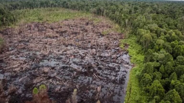 Kebijakan Biodiesel di Indonesia Picu Kekhawatiran Lingkungan