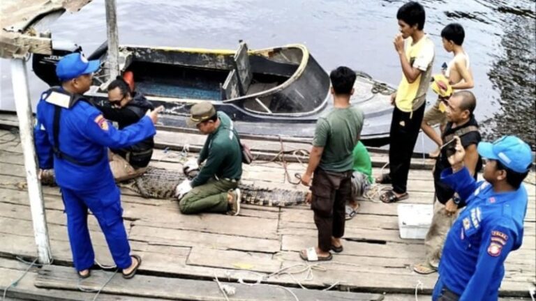 Sepanjang 2024, BKSDA Sampit Evakuasi 81 Satwa Liar