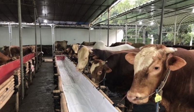 Puluhan Sapi di Kaltim Kena Penyakit Infeksi Kulit